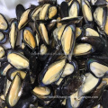 export frozen shellfish half shell mussel frozen mussel meat